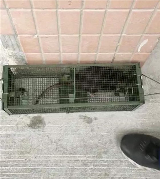 景隆老鼠籠廠家