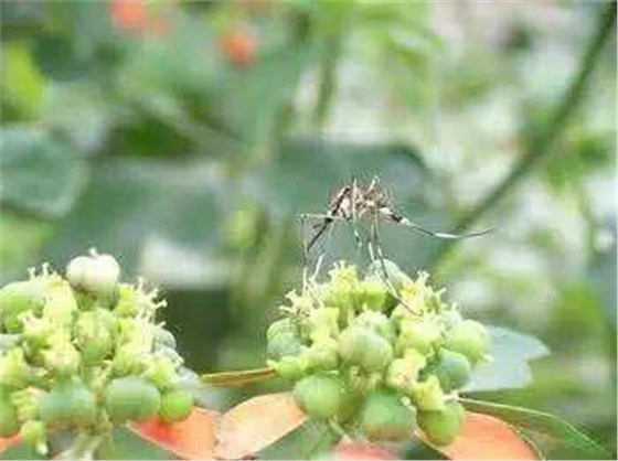 滅蚊蠅燈廠家提醒：秋蚊猛如虎，防蚊勿積水
