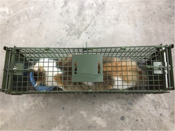 捕貓籠的原理是什么，會(huì)傷害貓嗎